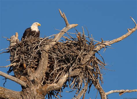 Learn about the size, location, materials, and construction of Bald eagle nests, as well as the nesting season, clutch size, and incubation period. Find out how Bald eagles choose their nesting sites, how they build their nests, and what factors affect their nesting success. 